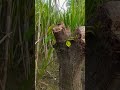 pruning of an older mango tree for better fruit