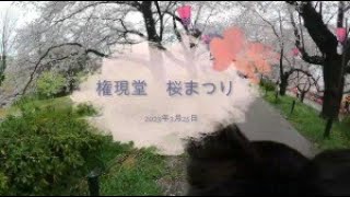 2023年3月25日雨の権現堂桜まつり