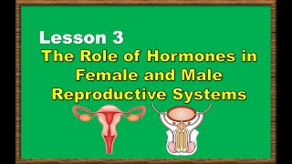 Lesson 3: The Role of Hormones in Male and Female Reproductive Systems