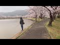 茨城県つくば市‼︎大池桜並木で花見しながら散歩してみた‼︎