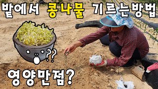 밭에서 콩나물 기르는방법? 영양만점? - 콩나물