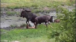 Djuma: Wildebeest calf gets tossed in the air by an adult - 12/28/19