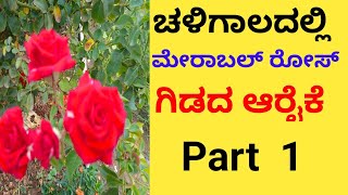 ಚಳಿಗಾಲದಲ್ಲಿ merrable ರೋಸ್ ಗಿಡದ ಆರೈಕೆ!!merrable rose!! Winter season in Kannada @raithapi kutumba