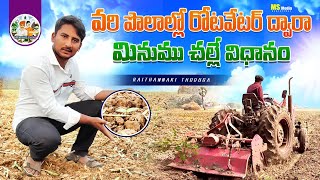 మినుము ఇలా వేస్తే అధిక దిగుబడి black gram cultivation Raithannaki thoduga