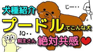 【犬 プードル】子犬の選び方!飼主さんは絶対共感するプードルの犬種特徴!