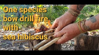 One species bow drill fire with sea hibiscus