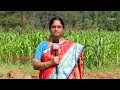 weed management in rabi maize at rice fallows etv