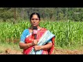 weed management in rabi maize at rice fallows etv