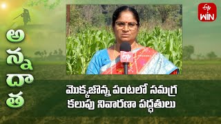 Weed management in rabi maize at rice fallows | ETV