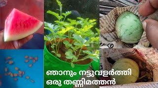 ഞാൻ നട്ടുവളർത്തിയ തണ്ണിമത്തൻ#watermelon#farming