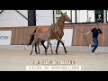 Nr 18 - UP TO DATE ZOETENDAELE Z - United Touch directly out of a 1.50 winning mare!