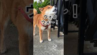 ’24.5.14 懐メロが脳内再生された、力丸の遠吠え！#世良公則　性#柴犬 #柴犬のいる暮らし #柴犬の日常 #遠吠え #遠吠え犬 #力丸