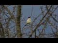 birding trip lake kerkini greece