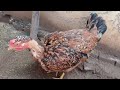 🔴 cuidando da criação de galinhas caipira atualizando os pintinhos 😯🐓🐔🐥😱😟