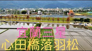 Taiwan宜蘭三星/田心橋落羽松