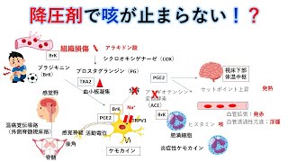 国試対策：暗記からの卒業 45話　アラキドン酸カスケード