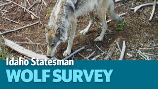 How Idaho Fish and Game Counts Wolves