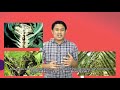 greenfeed vlog 47 boron untuk tanaman 植物眼中的硼