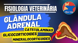 Fisiologia da glândula adrenal - Sistema endócrino - Medicina veterinária