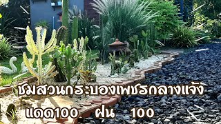 ชมสวนกระบองเพชร  แดด 100  ฝน  100