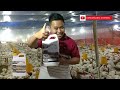 Pakan Lebih Hemat Tapi Bobot Ayam Makin Naik - Bersama GDM Siapapun Bisa Panen