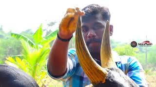 nerkupai pongal manjuvirattu 2019