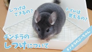 チンチラのしつけについてートイレは覚える？ー