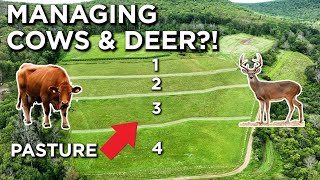 Managing Cattle \u0026 Deer?! | It Can Be Done!