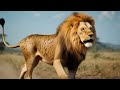 a lion by millions of parasites – a true story of miraculous rescue by brave heroes