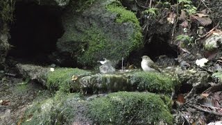 山中湖 大洞の泉のヒガラとキビタキ（雌）の水浴び　その１（4K動画）