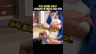 치즈 냥이를 수의사 선생님이 꼭 껴안고 있는 이유