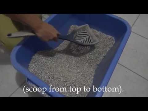 How to clean the litter box video How to clean the litter box video