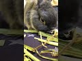 まるごと乾燥オーツヘイ好きなうさぎさん🐇かわいいと思ったら、いいね＆コメントお願いします♪ ウサギ うさぎ bunny ネザーランドドワーフ かわいい 癒し ミニレッキス オーツヘイ