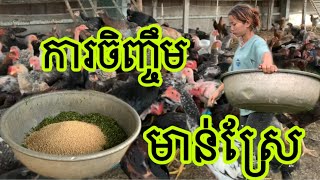 នាទីកសិកម្ម||ការចិញ្ចឹមមាន់ក្នុងស្រុក|| how to raising chicken in Cambodia