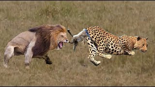 Lions ventured to hunt the leopard family, What will the ending be???