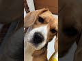 寝起きの飼主に圧をかけるビーグル犬 犬 dog