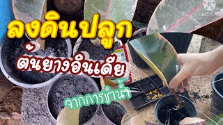 ปลูกต้นยางอินเดียจากการชำน้ำ | ต้นยางอินเดียด่าง ปลูกง่าย