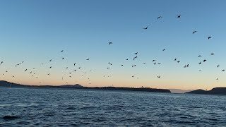 @trinamason 4K sounds and sights of birds at sunset out on the water adventure August 30 2024 7:40pm