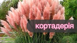 Кортадерія з насіння •плідник «Круглик» огляд замовлення