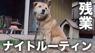 【TikTokで話題】愛犬コロちゃんの残業の日のナイトルーティン