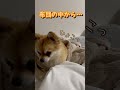 布団からひょっこりと出てくる可愛い犬 ポメチワ dog