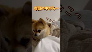 布団からひょっこりと出てくる可愛い犬 #ポメチワ #dog