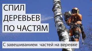 Спил дерева по частям Удаление деревьев  Спилить дерево  Вырубка деревьев www.Tree-Work.ru