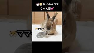 まるで親子‼️　ハムスターとうさぎの可愛らしい じゃれ愛❤️