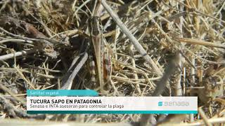 Control de la tucura sapo en la Patagonia