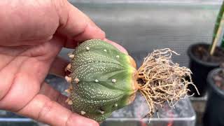 Astrophytum Asterias:ตัดรากแช่กันรา