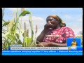 Farmers in Mwingi, Mbeere and Isiolo plant drought resistant crops for food security