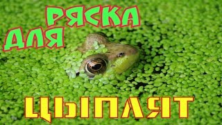 РЯСКА- ЛУЧШАЯ ПОДКОРМКА ДЛЯ ЦЫПЛЯТ !!!