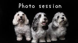 【 癒し犬】わんこ仲良し３人組で撮影会_Photo session TheTENT×Photographer JAMeen