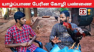 Jaffna Velladiyan Chicken | Srilanka Assel Farm | Meezaa